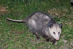 Opossum_4435