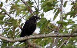 Crow_1276