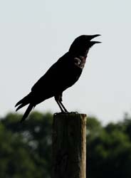 Crow_1810