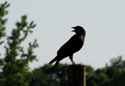 Crow_1813