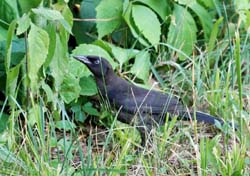 CommonGrackle_7105