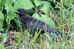 CommonGrackle_7126