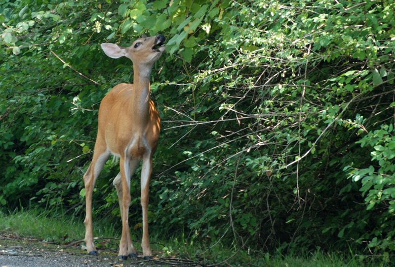 Deer_1698