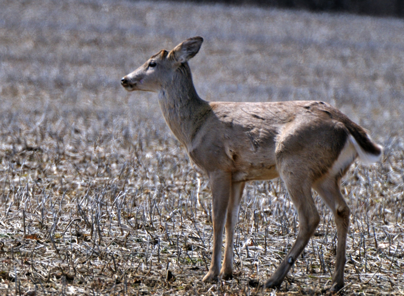 Deer_4526
