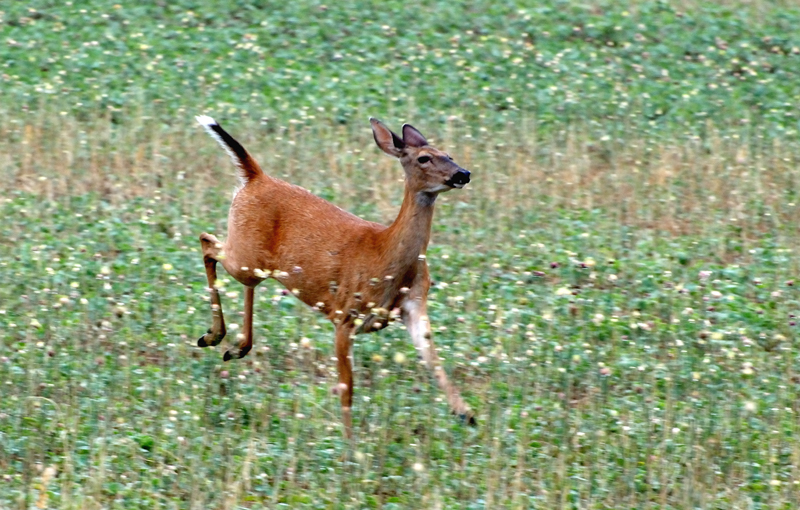 Deer_5298