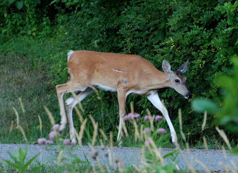 Deer_7622