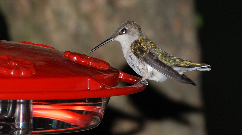 Hummingbird_4329