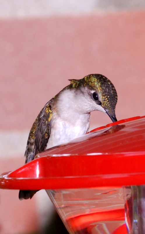 Hummingbird_5766