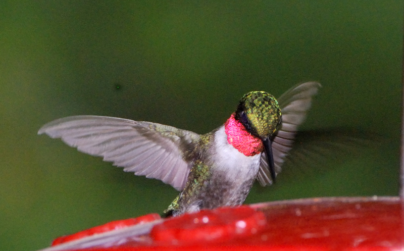 Hummingbird_7871
