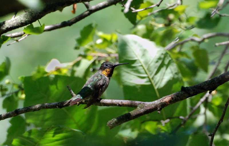 Hummingbird_9418