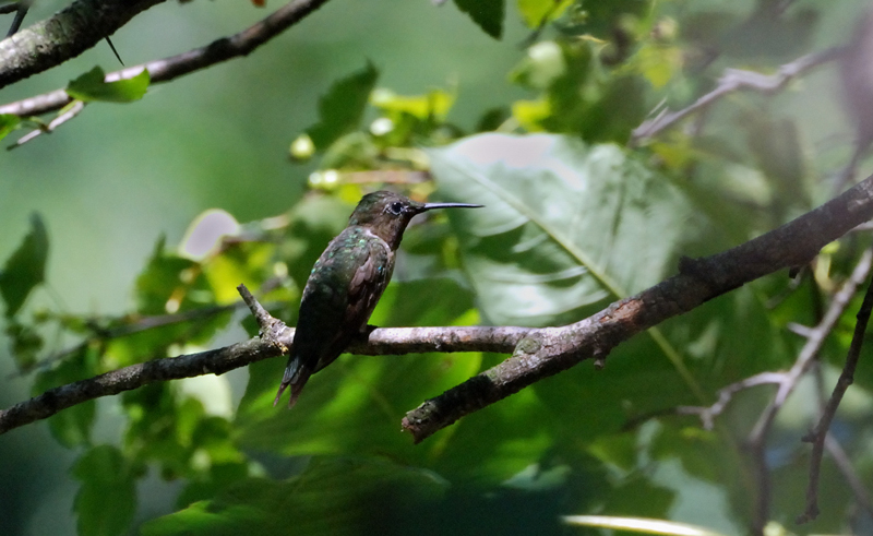 Hummingbird_9424