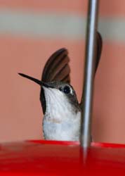 Hummingbird_4331