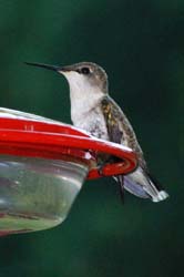 Hummingbird_4498