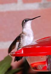 Hummingbird_5763