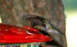 Hummingbird_6763
