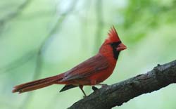 Cardinal_2814_Male