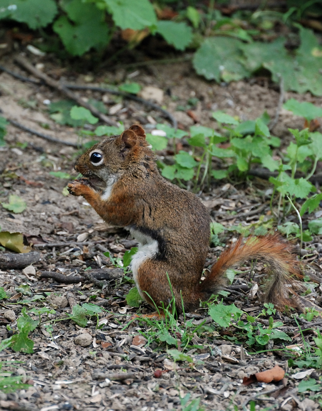RedSquirrel_1195