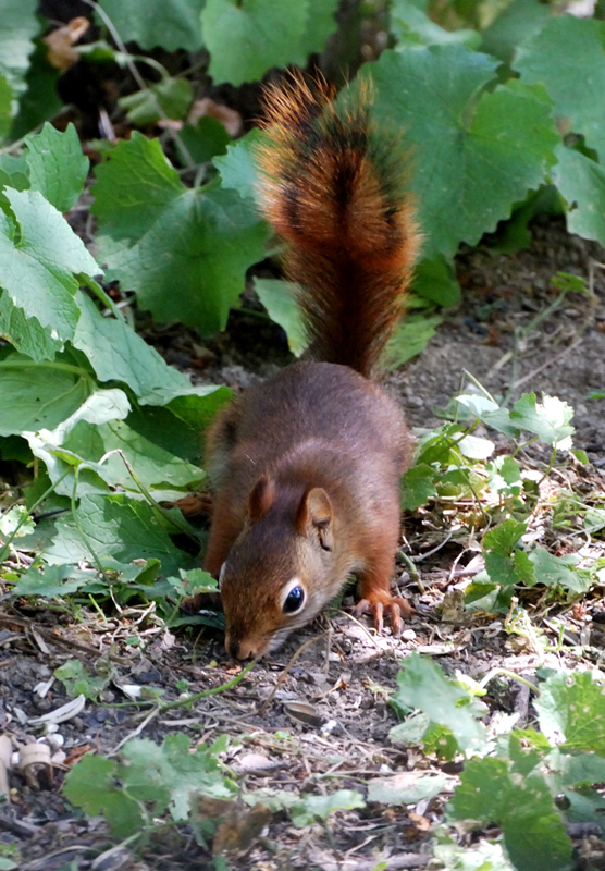 RedSquirrel_4961