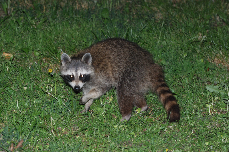 Raccoon_3518