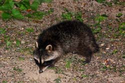 Raccoon_6616_Baby